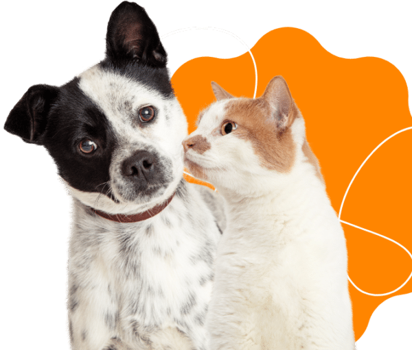 yhteystiedot-lemmikkihotelli-doggies-kitties