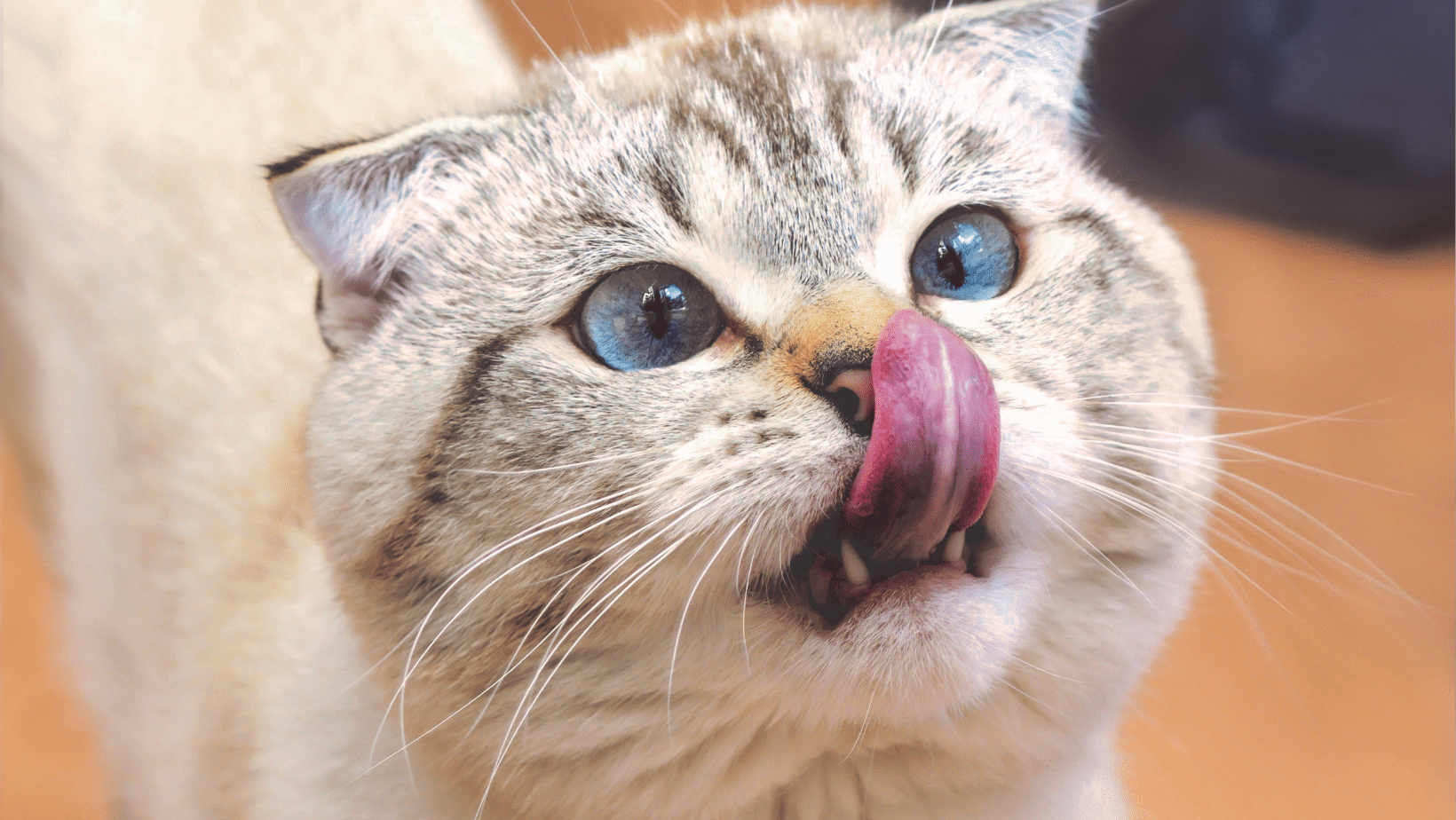 Kissa 