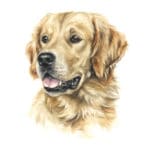 hd_golden_retriever