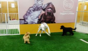 IMG-20161204-WA0000 (1)