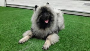 IMG-20170109-WA0001 (1)