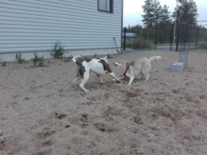 IMG_20160821_084540 (1)