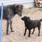 Ystävyys ei katso kokoa