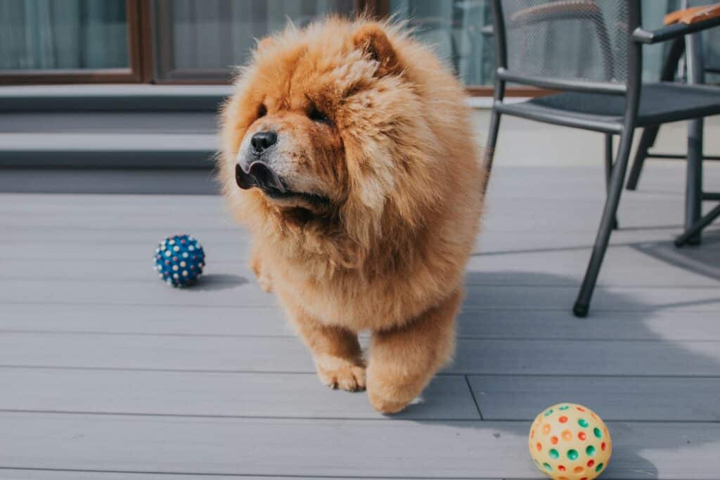 Dog playing with the ball