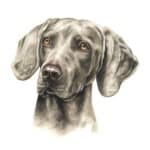 happy-dog-supreme-adult-range