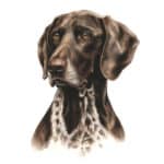 happy-dog-supreme-sensitive