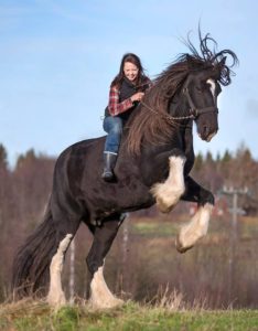 Ensimmäinen shireni Zara. Zara osasi kakenoisia sirkustemppuja :) 