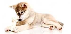 koiran-hemmotteluloma