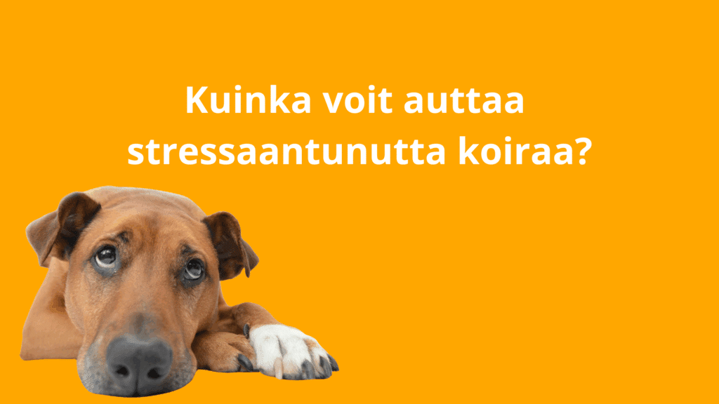 Stressaantunut koira