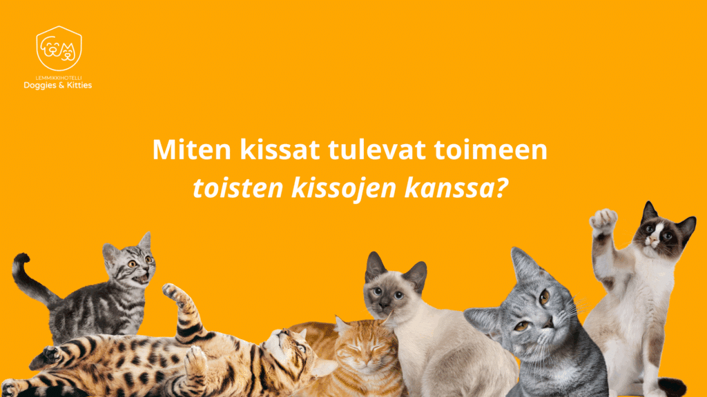 Kissojen käyttäytyminen muiden kissojen kanssa